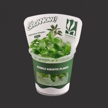 Aglonima Simplex TC Live Aquarium Plant