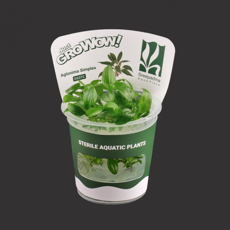 Aglonima Simplex TC Live Aquarium Plant