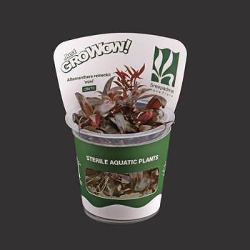 Alternanthera reineckii 'mini' TC Live Aquarium Plant