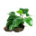 Exotic Plants on Rock