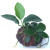 Exotic Plants on Pot