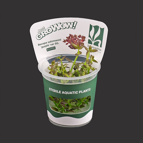 Bacopa monniera Platinum TC Live Aquarium Plant