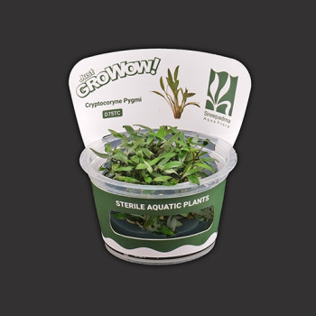 Cryptocoryne Parva TC Live Aquarium Plant