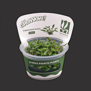 Cryptocoryne lucens TC Live Aquarium Plant