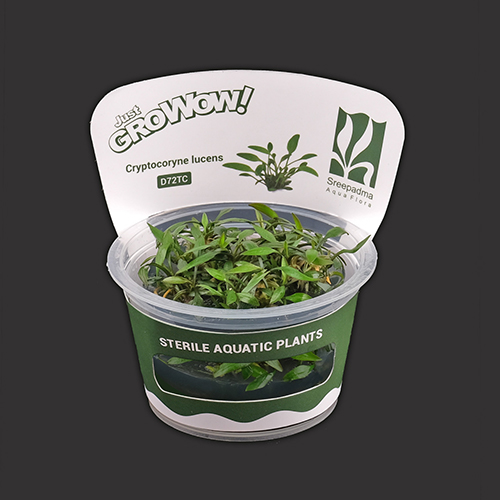 Cryptocoryne lucens TC Live Aquarium Plant