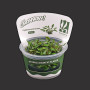 Cryptocoryne beckettii TC Live Aquarium Plant