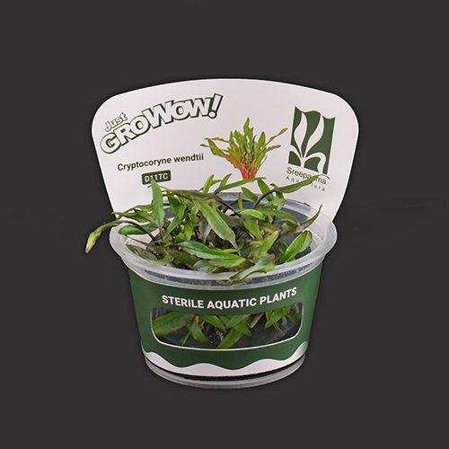 Cryptocoryne Wendtii TC Live Aquarium Plant