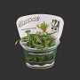 Cryptocoryne Wendtii TC Live Aquarium Plant