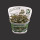 Tissue Culture Plants