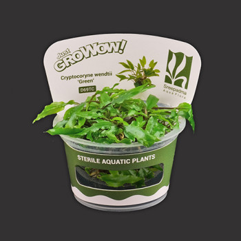Cryptocoryne spiralis 'jwala' TC Live Aquarium Plant