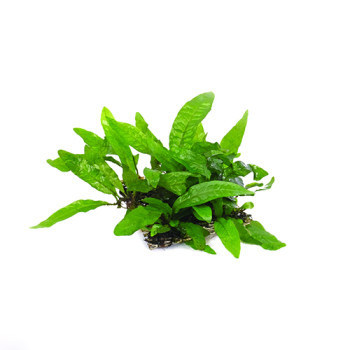 Dwarf Java fern on Metal Pad Live Aquarium Plant