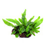 Dwarf Java fern on Rock Live Aquarium Plant
