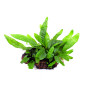 Dwarf Java fern on Rock Live Aquarium Plant