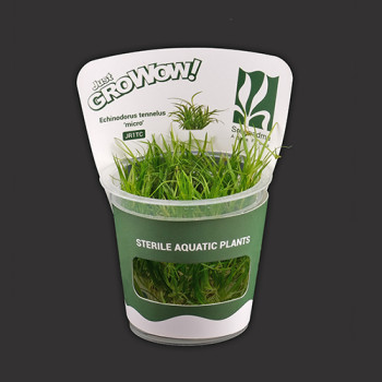 Echinodorus tennelus Micro TC Live Aquarium Plant