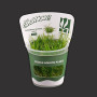 Cuphea Anagalloidea TC Live Aquarium Plant