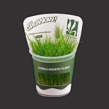 Eleocharis montevidensis TC Live Aquarium Plant