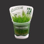 Eleocharis montevidensis TC Live Aquarium Plant