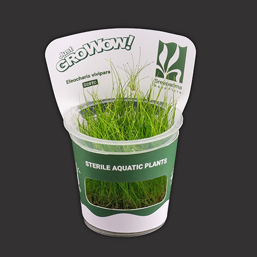 Eleocharis vivipara TC Live Aquarium Plant