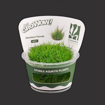 Eleocharis Parvula TC Live Aquarium Plant