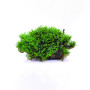 Fissidence crispulus (Zipper Moss) on Rock Live Aquarium Plant