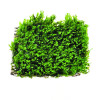 Fissidence crispulus (Zipper Moss) on mesh Live Aquarium Plant