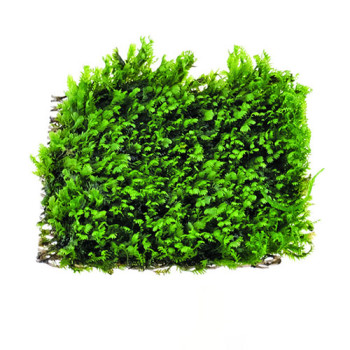 Fissidence crispulus (Zipper Moss) on mesh Live Aquarium Plant