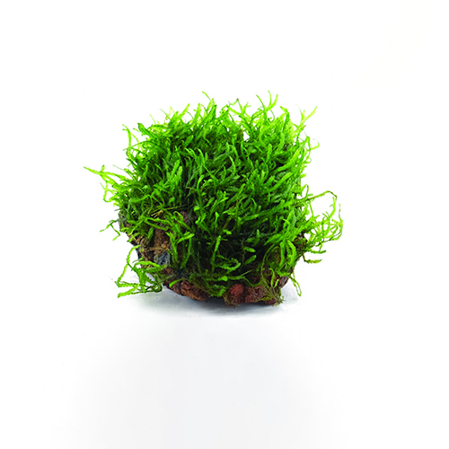 Flame Moss on Rock Aquarium Plant