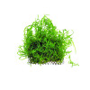 Flame Moss on mesh Live Aquarium Plant