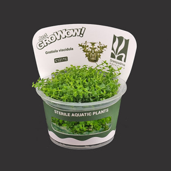 Gratiola viscidula TC Live Aquarium Plant