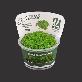 Hemianthus callitrichoides 'Cuba' TC Live Aquarium Plant