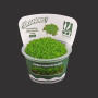 Hemianthus callitrichoides 'Cuba' TC Live Aquarium Plant