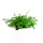 Exotic Plants on Mesh