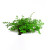 Exotic Plants on Mesh