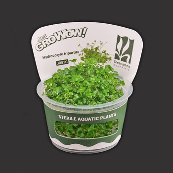 Hydrocotyle tripartita TC Live Aquarium Plant