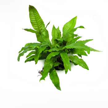 Java Fern on Lava Rock (Aquarium Decor Plant)