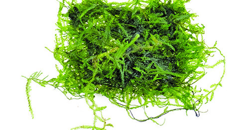 Java Moss on Mesh Live Aquarium Plant | AQUAstore