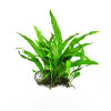 Java fern narrow leaf on Metal Pad Live Aquarium Plant