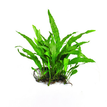 Java fern narrow leaf on Metal Pad Live Aquarium Plant