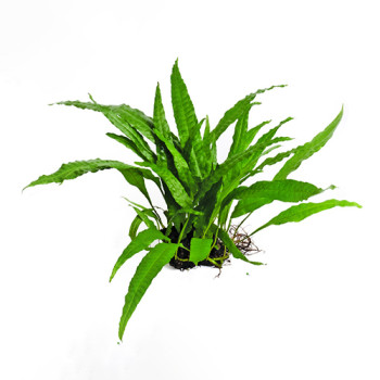 Java fern narrow leaf on Rock Live Aquarium Plant