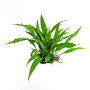 Java fern narrow leaf on Rock Live Aquarium Plant
