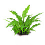 Java fern on Metal Pad Live Aquarium Plant