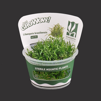 Lilaeopsis brasiliensis TC Live Aquarium Plant