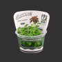 Lobelia Cardinalis TC Live Aquarium Plant