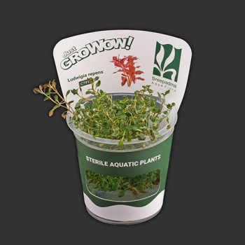 Ludwigia repens TC Live Aquarium Plant