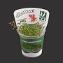 Ludwigia repens TC Live Aquarium Plant