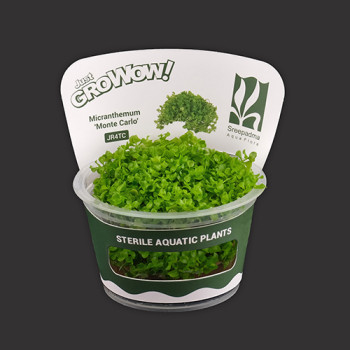Micranthemum 'Monte Carlo' TC Live Aquarium Plant