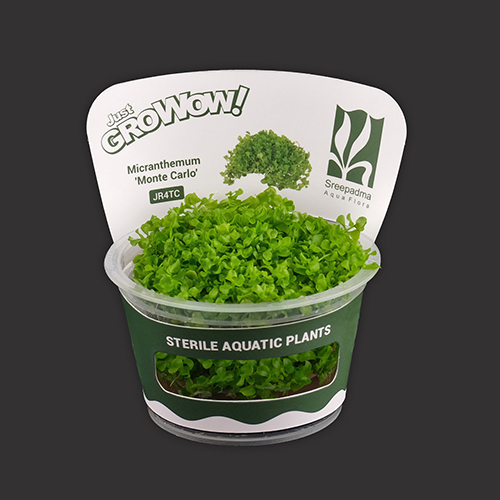 Micranthemum Monte Carlo TC Live Aquarium Plant