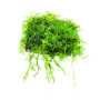 Mini Christmas Moss on Mesh Aquarium Plant