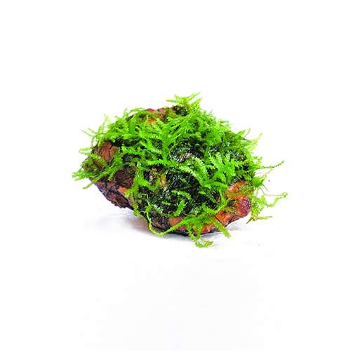 Mini Christmas Moss on Rock Aquarium Plant