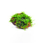 Mini Christmas Moss on Rock Aquarium Plant